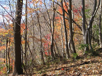 名残の紅葉