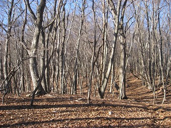 榧ノ木尾根