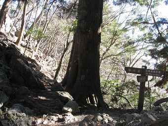 稲村岩分岐