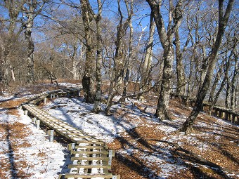 檜洞丸への木道