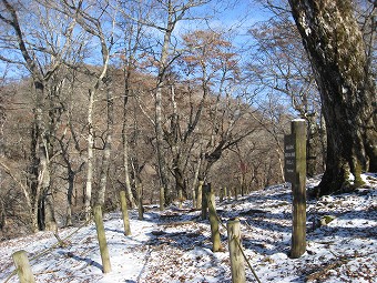 石棚山稜のブナ林