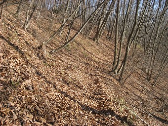 陣馬尾根