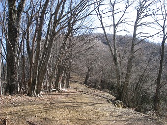 大ブナ尾根