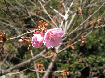 河津桜