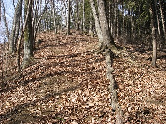 急登が続く