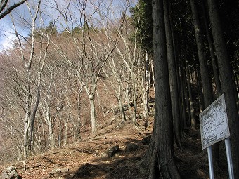 雑木林と植林