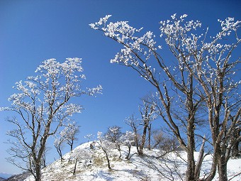 花のような霧氷