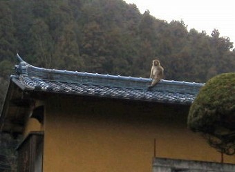 屋根で寛ぐ猿