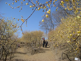 宝登山へ