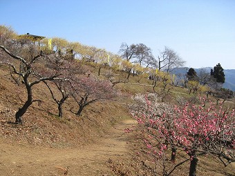 梅百花園