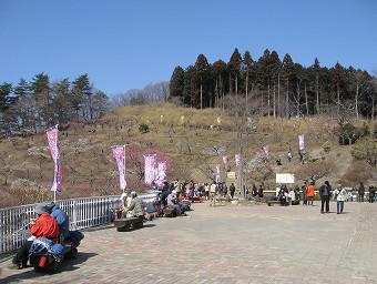 ロウバイ園