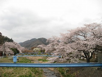 小仏川の桜