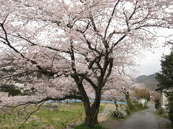 満開の桜