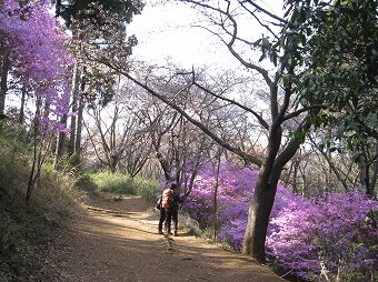 青年の森　ミツバツツジ