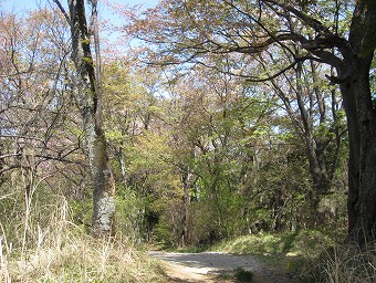 ヤマザクラの尾根道