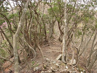 アセビのヤセ尾根