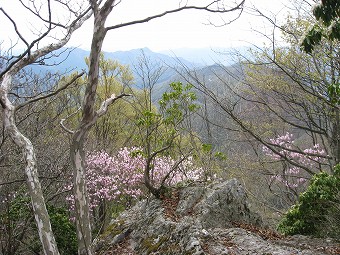 大岩のアカヤシオ