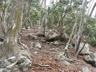 露岩の急登