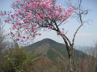 アカヤシオと武甲山