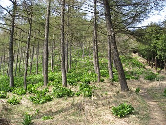 武甲山へ