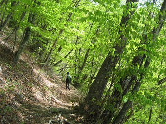 三頭山北側巻き道