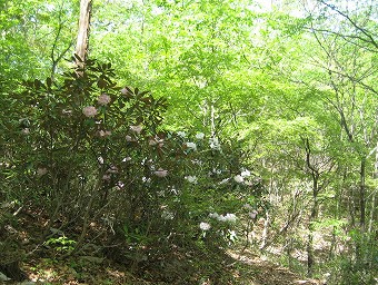 向山のシャクナゲ