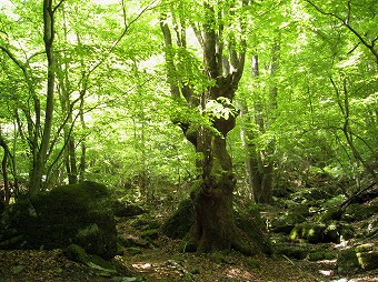 風格のある大木