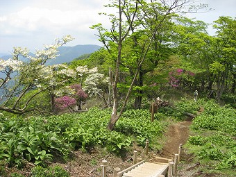 バイケイソウの階段