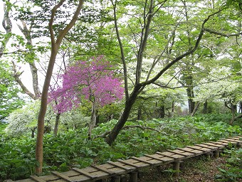 木道の紅白ツツジ