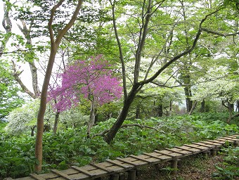 木道の紅白ツツジ