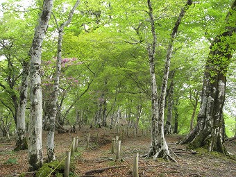 石棚山稜