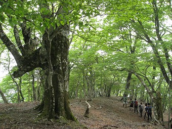 石棚山の大木