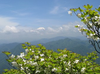 富士山とシロヤシオ