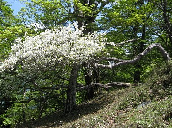 大笄のシロヤシオ