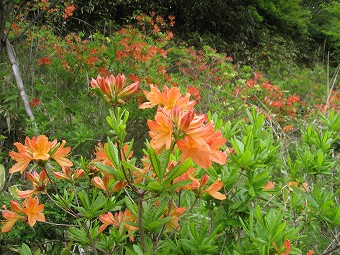 柳沢峠のレンゲツツジ