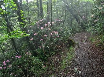 シャクナゲ道