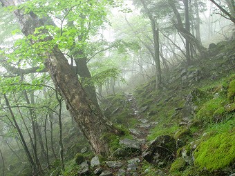 苔の道