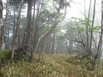 黒槐山　山頂