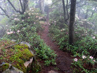 シャクナゲ道