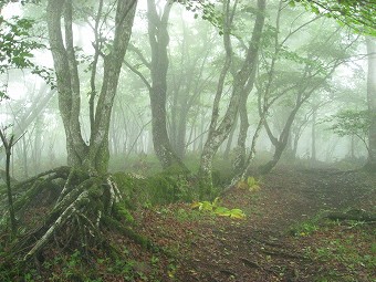 苔むした倒木