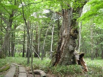 小滝周遊歩道