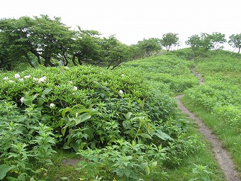 前白根山への道