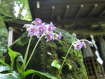 イワタバコ