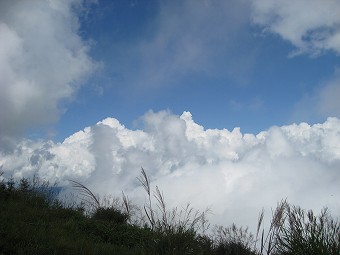 ススキと夏雲