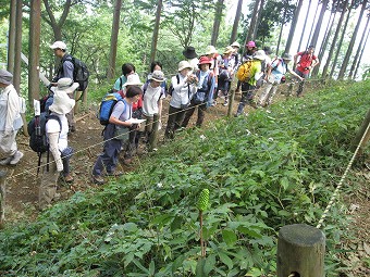 レンゲショウマ群生地