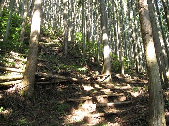 植林の急登