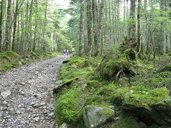 苔むす林道