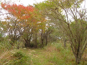 紅葉