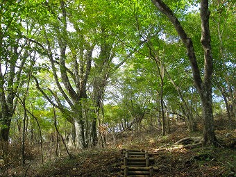 平野分岐