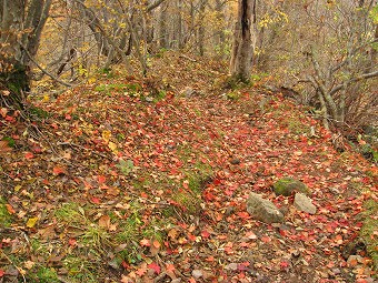 紅葉